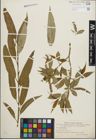 Foto von Salix fragilis L.